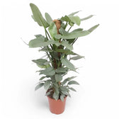 Philodendron hastatum 'Silver queen' ('Silver Sword') – Topfpflanze im Kulturtopf vor weißem Hintergrund, Produktfoto 9.