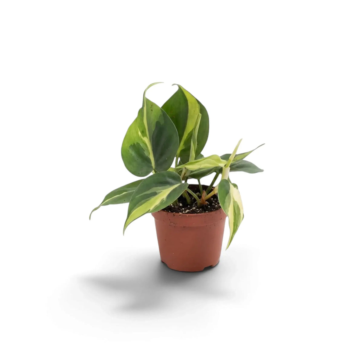 Baby Philodendron hederaceum var. oxycardium ‘Brasil’ with lime-striped heart-shaped leaves in a nursery pot.