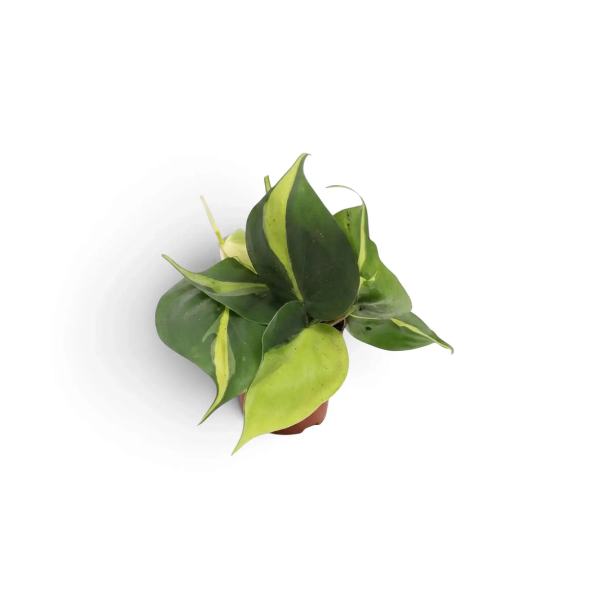 Baby Philodendron hederaceum var. oxycardium ‘Brasil’ with lime-striped heart-shaped leaves in a nursery pot.