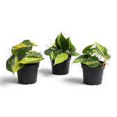 Baby Philodendron hederaceum var. oxycardium ‘Brasil’ with lime-striped heart-shaped leaves in a nursery pot.