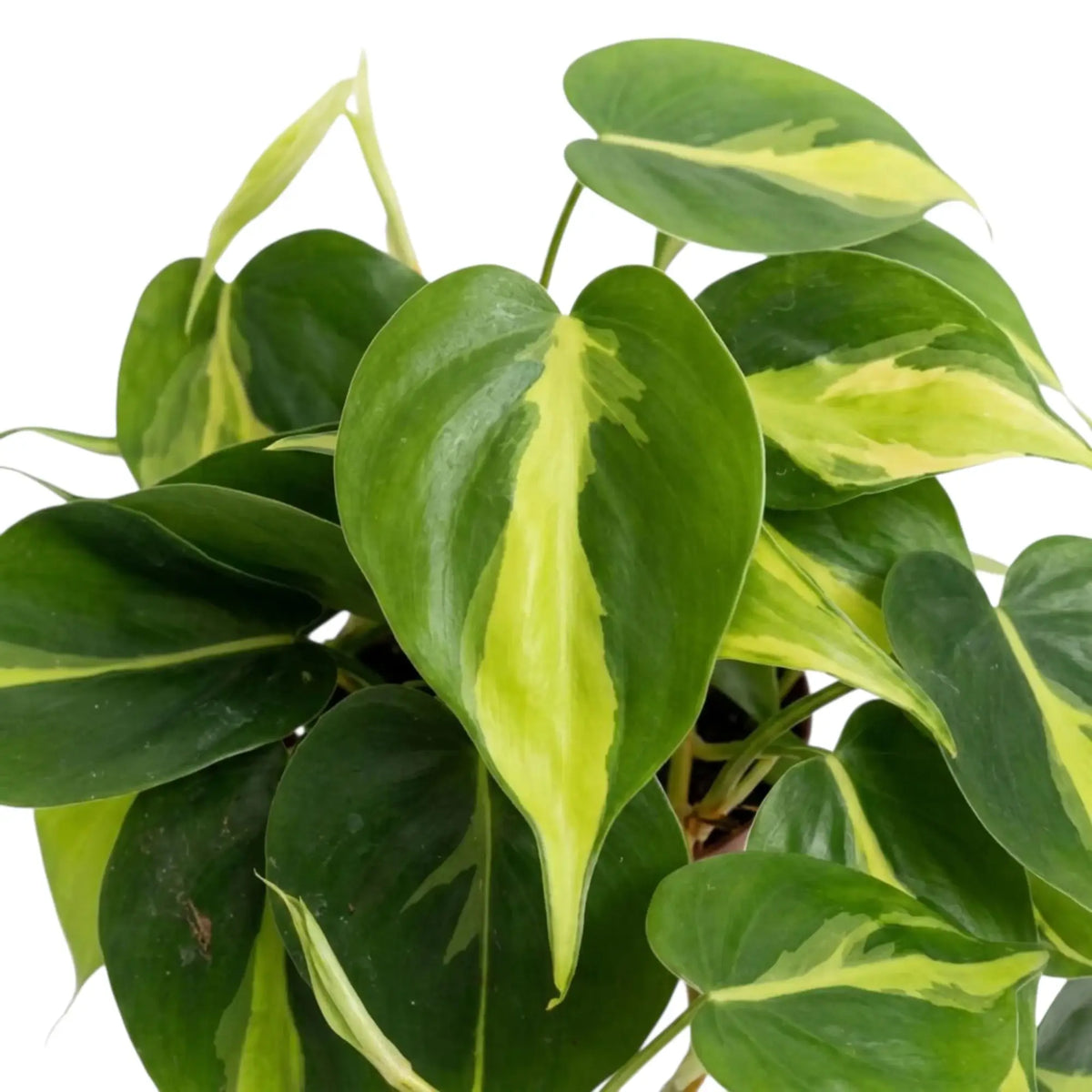 Philodendron hederaceum var. oxycardium ‘Brasil’ foliage close-up with lime-yellow variegation on heart-shaped green leaves.