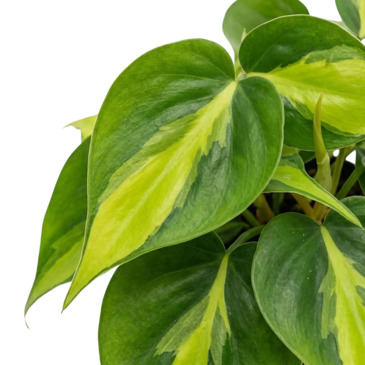Philodendron hederaceum var. oxycardium ‘Brasil’ foliage close-up with lime-yellow variegation on heart-shaped green leaves.