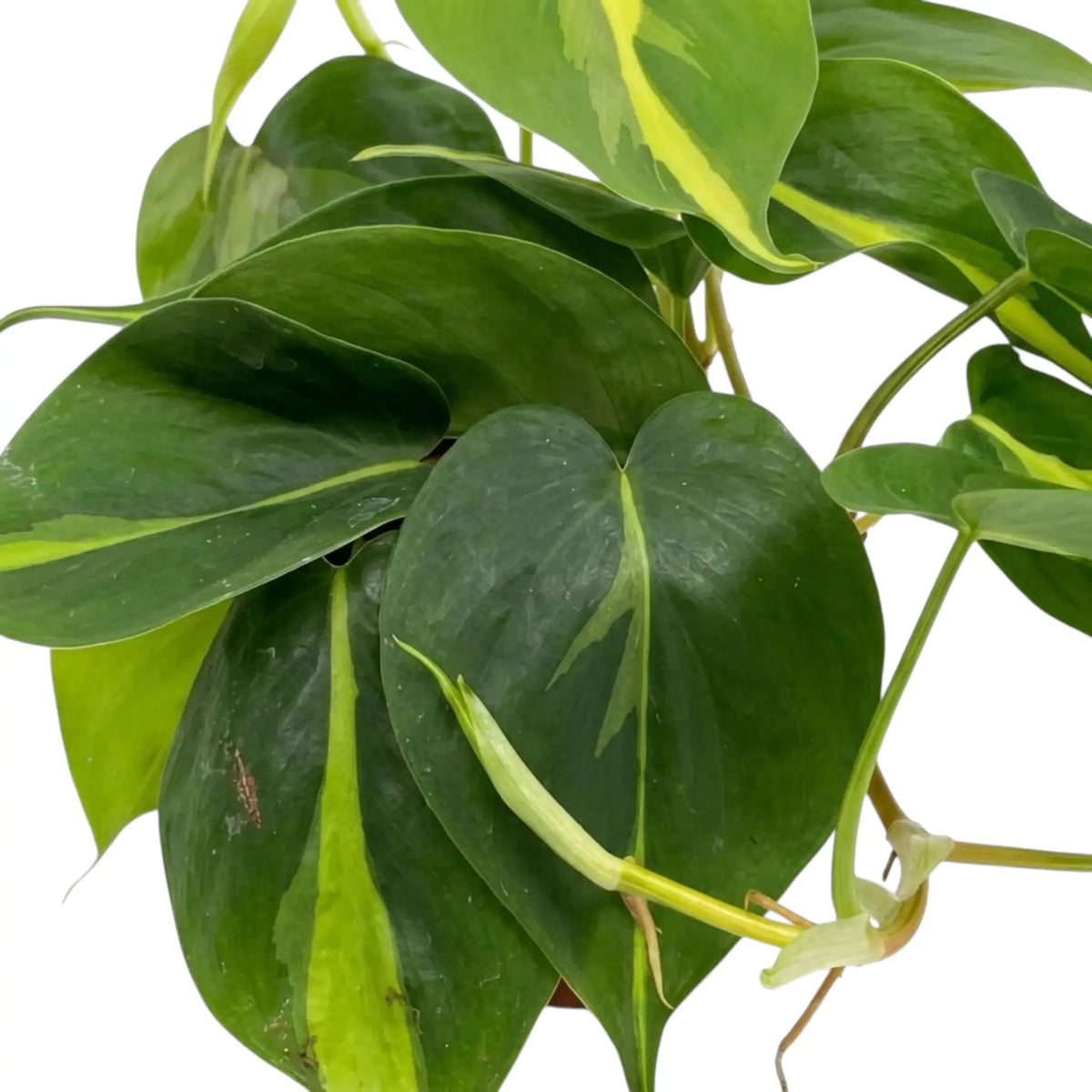 Philodendron hederaceum var. oxycardium ‘Brasil’ foliage close-up with lime-yellow variegation on heart-shaped green leaves.