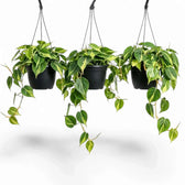 Large Philodendron hederaceum var. oxycardium ‘Brasil’ with lime-striped heart-shaped leaves in a nursery pot.