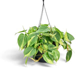 Large Philodendron hederaceum var. oxycardium ‘Brasil’ with lime-striped heart-shaped leaves in a nursery pot.