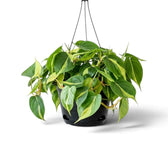 Large Philodendron hederaceum var. oxycardium ‘Brasil’ with lime-striped heart-shaped leaves in a nursery pot.