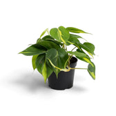 Medium Philodendron hederaceum var. oxycardium ‘Brasil’ with lime-striped heart-shaped leaves in a nursery pot.