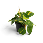 Medium Philodendron hederaceum var. oxycardium ‘Brasil’ with lime-striped heart-shaped leaves in a nursery pot.