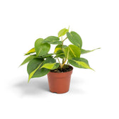 Medium Philodendron hederaceum var. oxycardium ‘Brasil’ with lime-striped heart-shaped leaves in a nursery pot.