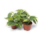 Medium Philodendron hederaceum var. oxycardium ‘Brasil’ with lime-striped heart-shaped leaves in a nursery pot.