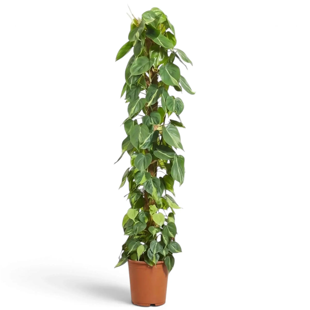 XXL Philodendron hederaceum var. oxycardium ‘Brasil’ with long vines of lime-striped heart-shaped leaves.