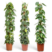 XXL Philodendron hederaceum var. oxycardium ‘Brasil’ with long vines of lime-striped heart-shaped leaves.