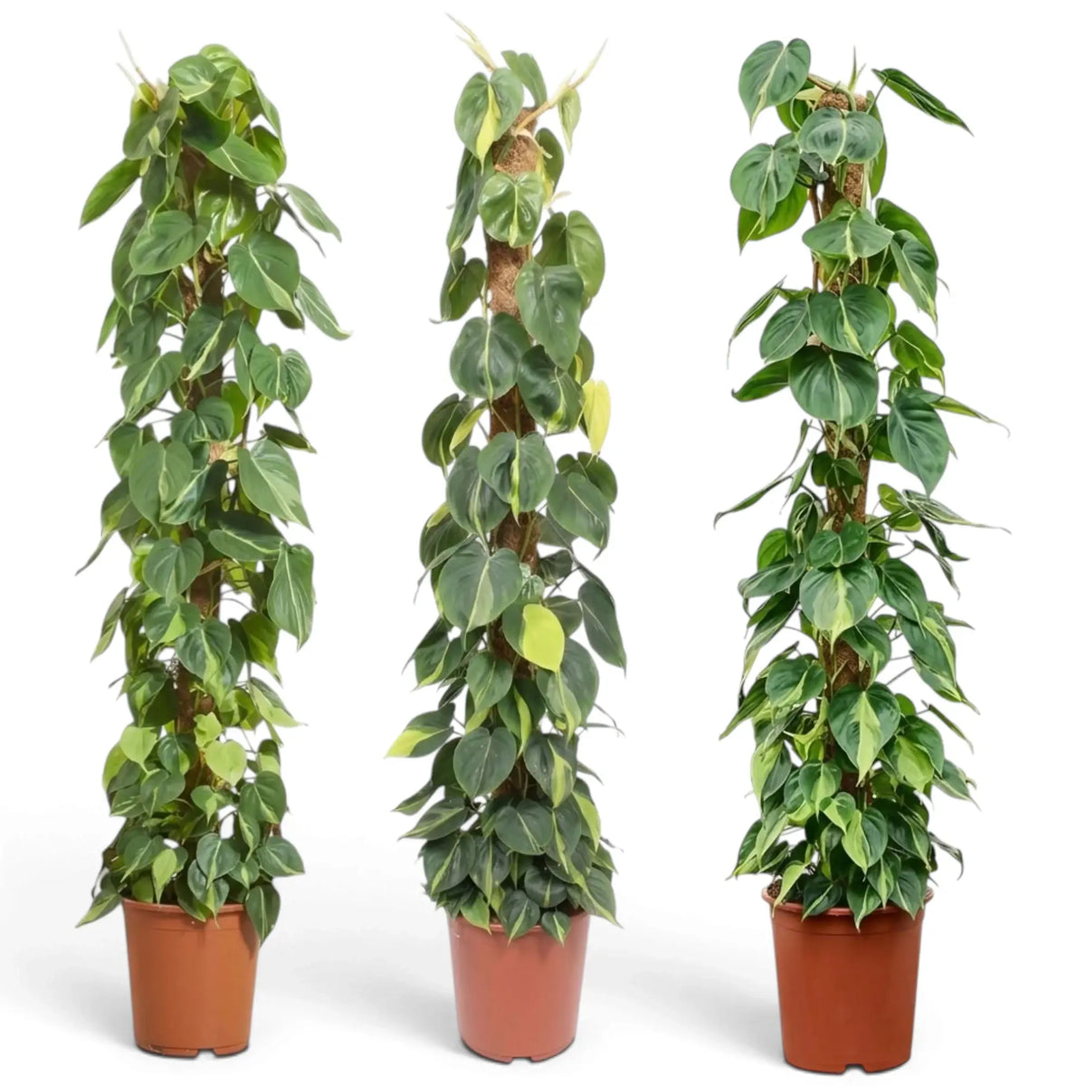 XXL Philodendron hederaceum var. oxycardium ‘Brasil’ with long vines of lime-striped heart-shaped leaves.