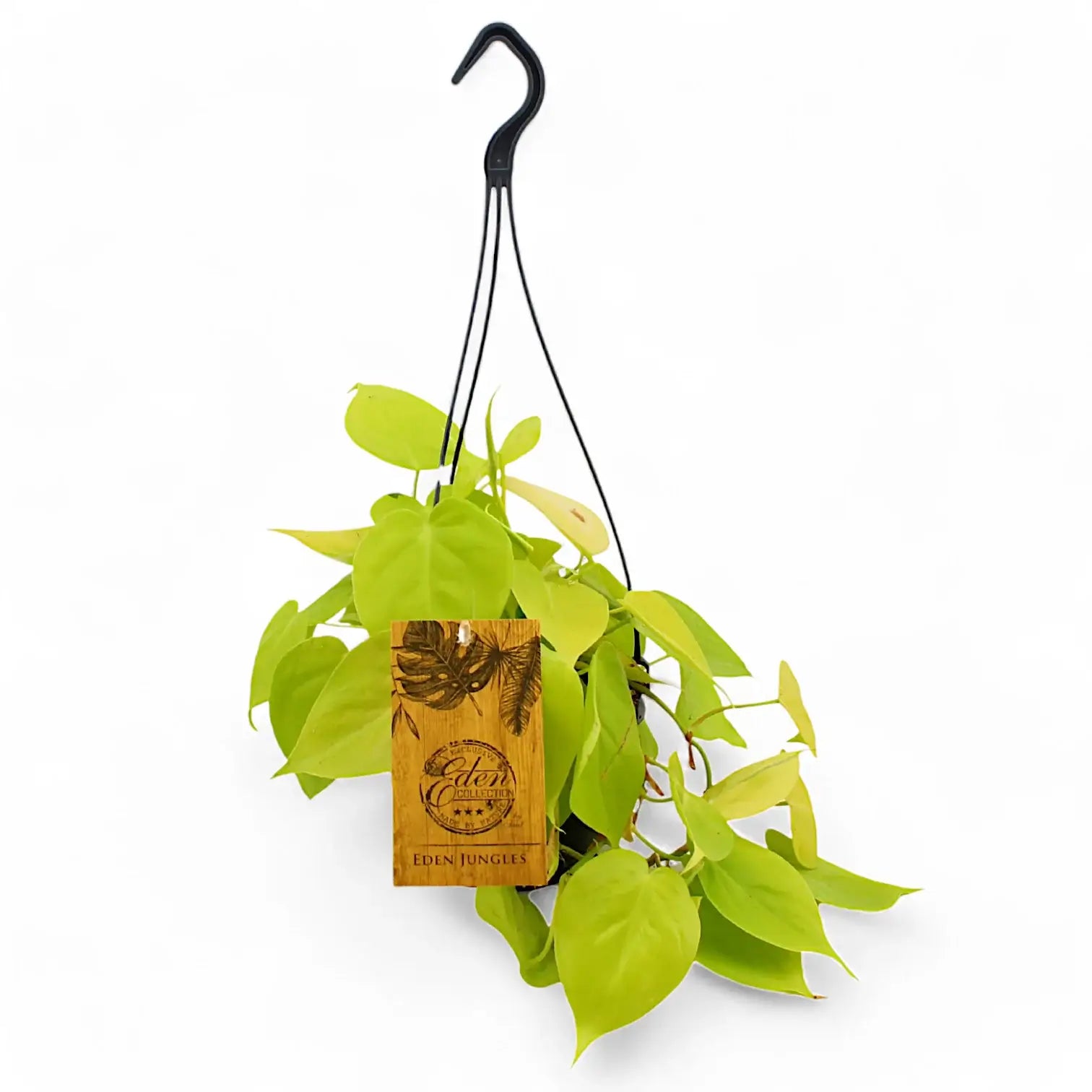 Philodendron hederaceum ‘Lime’ ('Neon') – Topfpflanze im Kulturtopf vor weißem Hintergrund, Produktfoto 8.