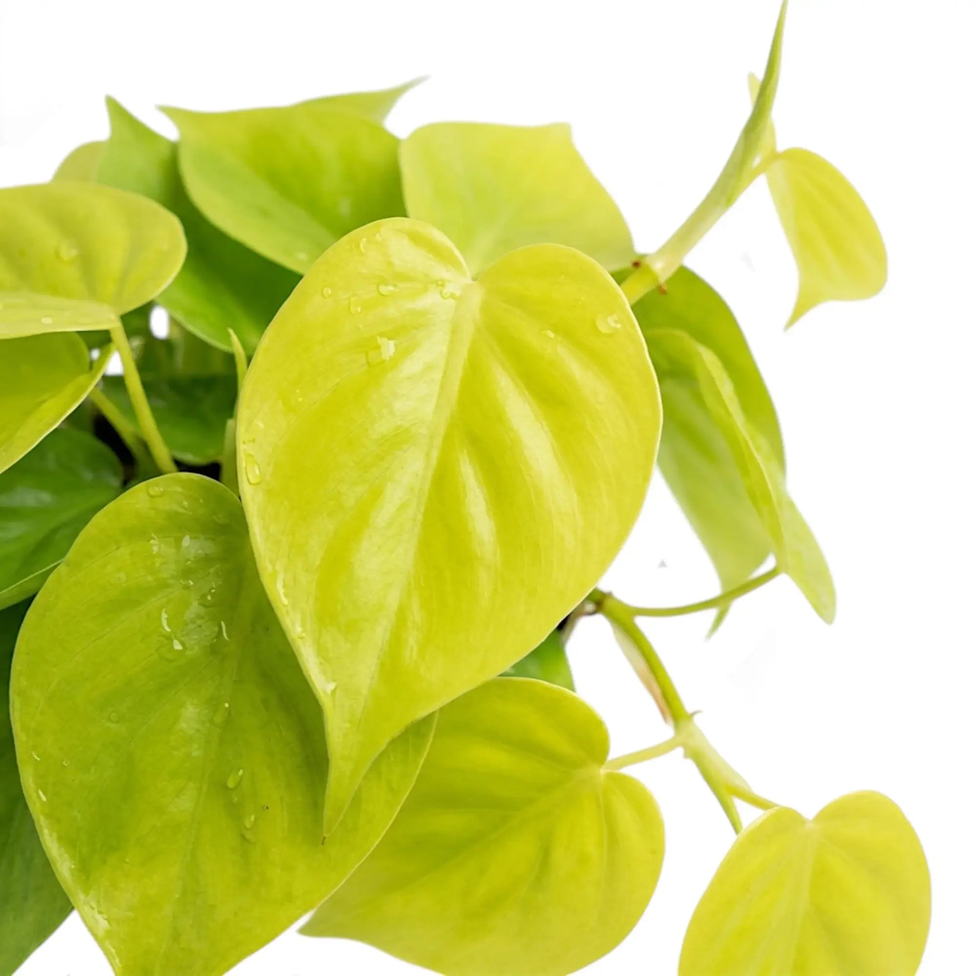 Philodendron hederaceum Lime Neon foliage close-up with heart-shaped lime-green leaves.