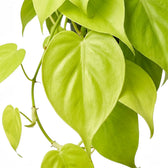 Philodendron hederaceum Lime Neon foliage close-up with heart-shaped lime-green leaves.