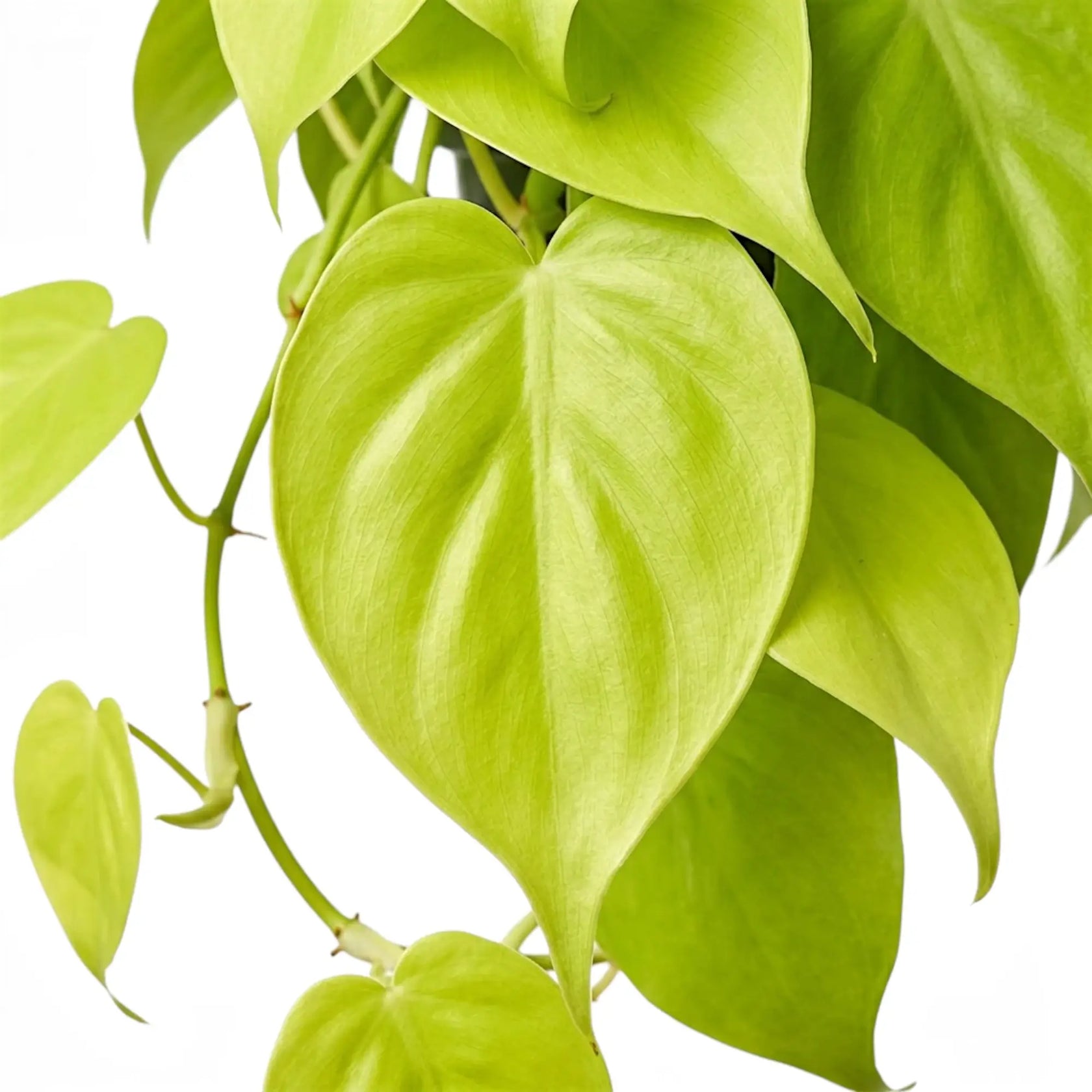 Philodendron hederaceum Lime Neon foliage close-up with heart-shaped lime-green leaves.