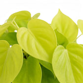 Philodendron hederaceum Lime Neon foliage close-up with heart-shaped lime-green leaves.