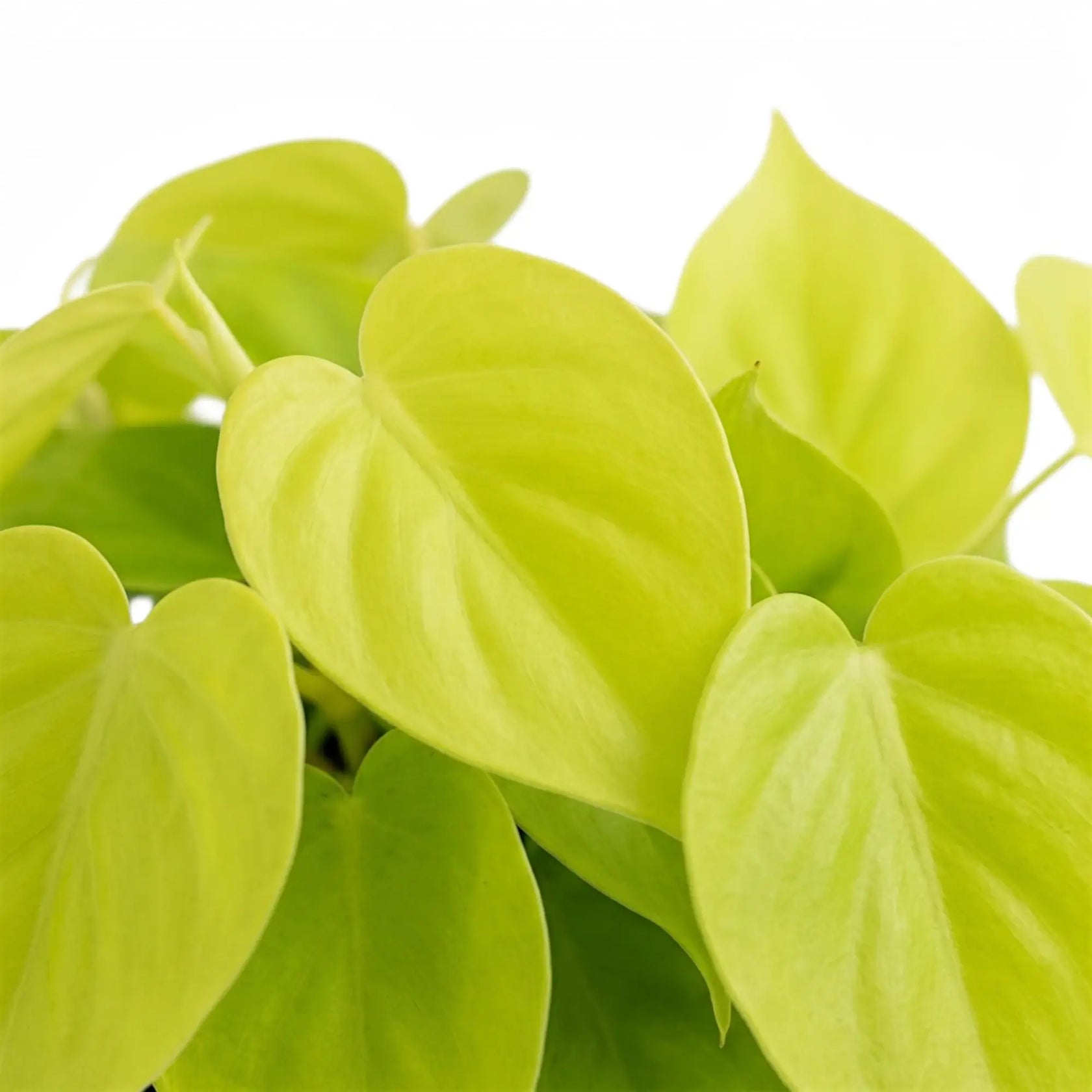 Philodendron hederaceum Lime Neon foliage close-up with heart-shaped lime-green leaves.