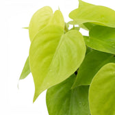 Philodendron hederaceum Lime Neon foliage close-up with heart-shaped lime-green leaves.