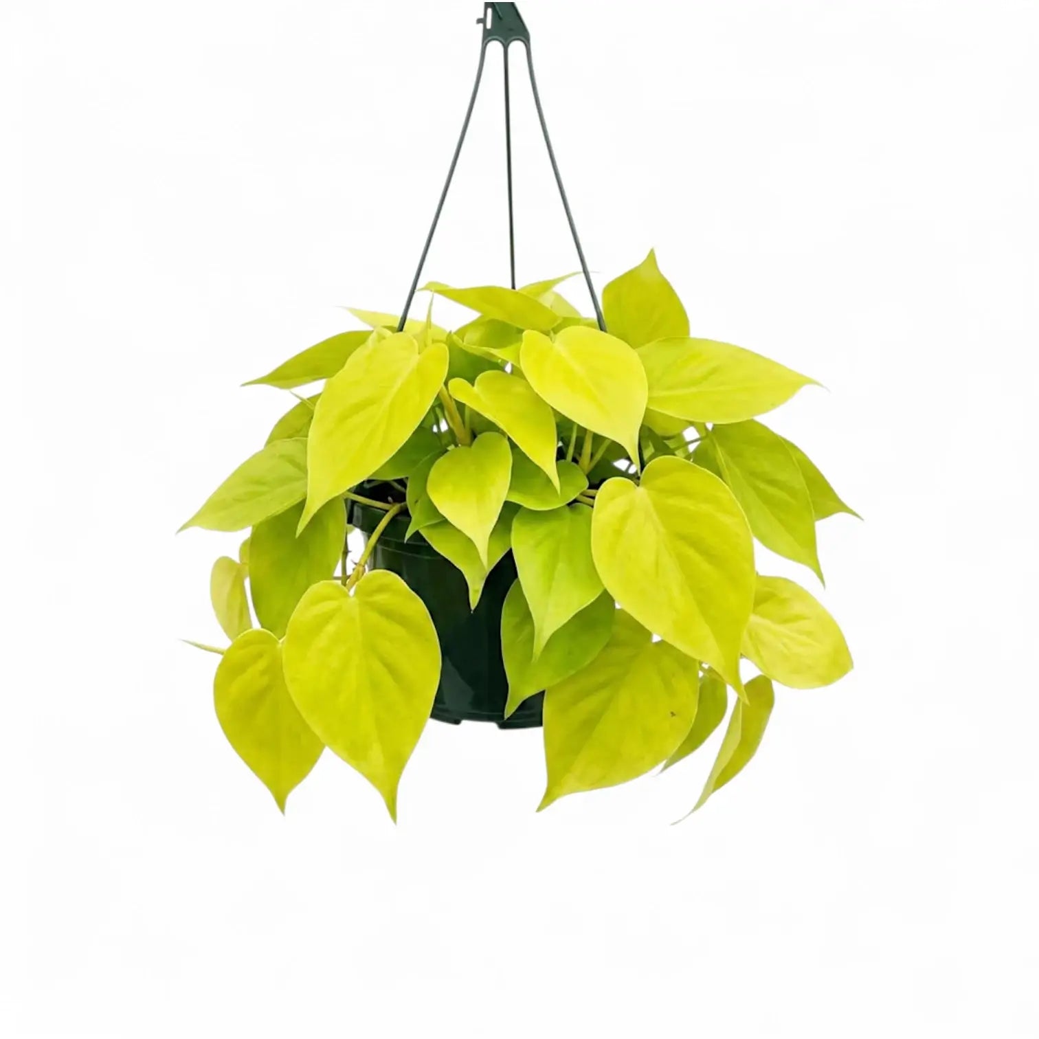 Philodendron hederaceum Lime Neon large plant in a nursery pot.