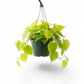 Philodendron hederaceum Lime Neon large plant in a nursery pot.