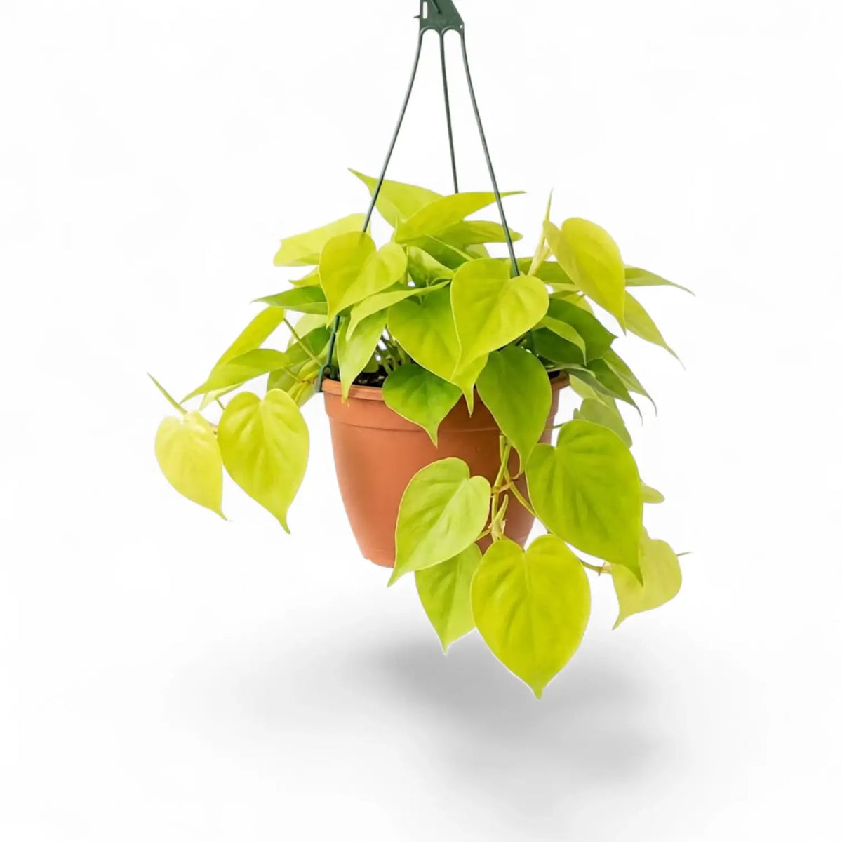 Philodendron hederaceum Lime Neon large plant in a nursery pot.