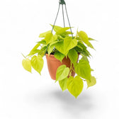 Philodendron hederaceum Lime Neon large plant in a nursery pot.