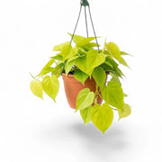 Philodendron hederaceum Lime Neon large plant in a nursery pot.