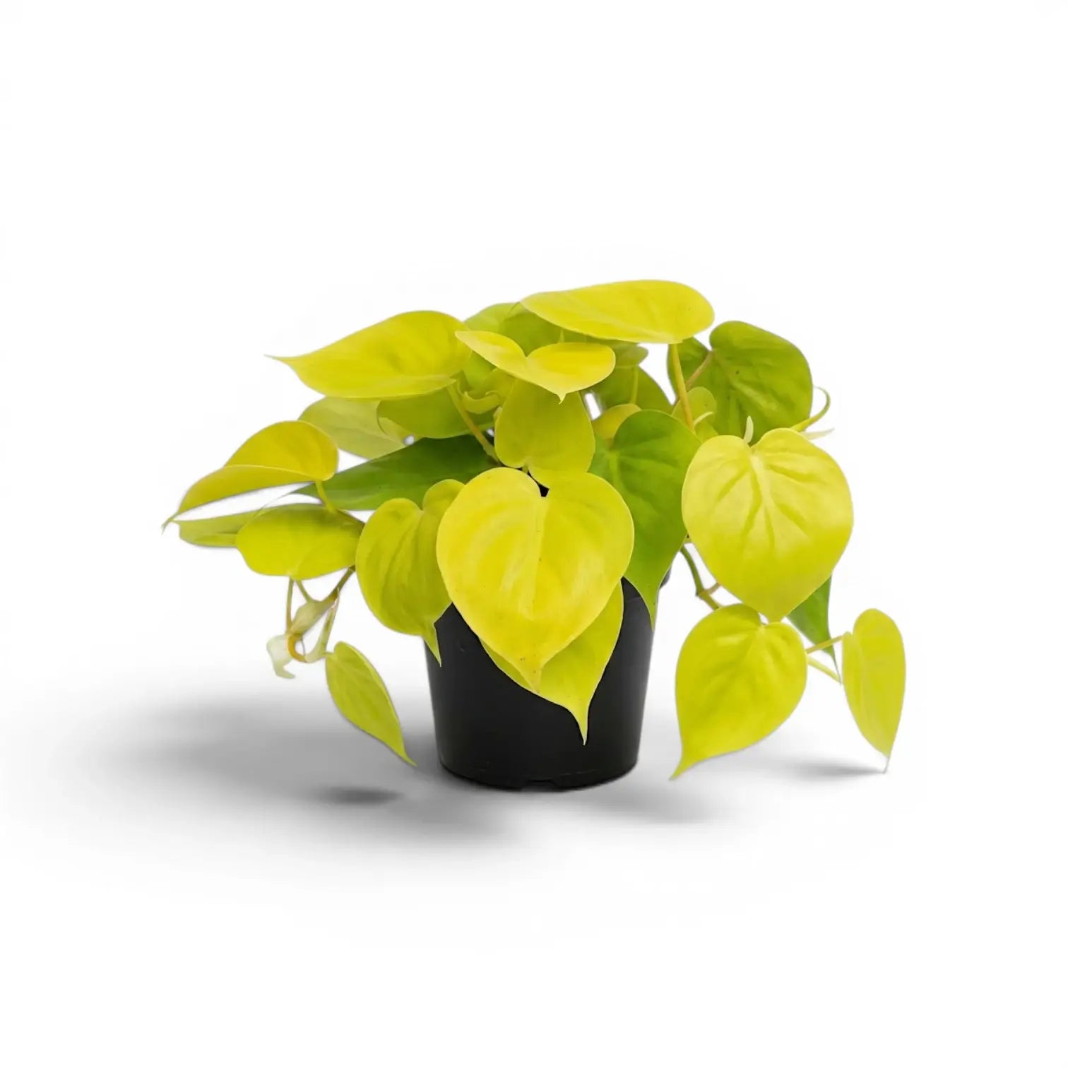 Philodendron hederaceum Lime Neon medium plant in a nursery pot.