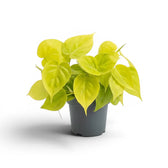 Philodendron hederaceum Lime Neon medium plant in a nursery pot.