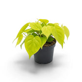 Philodendron hederaceum Lime Neon medium plant in a nursery pot.