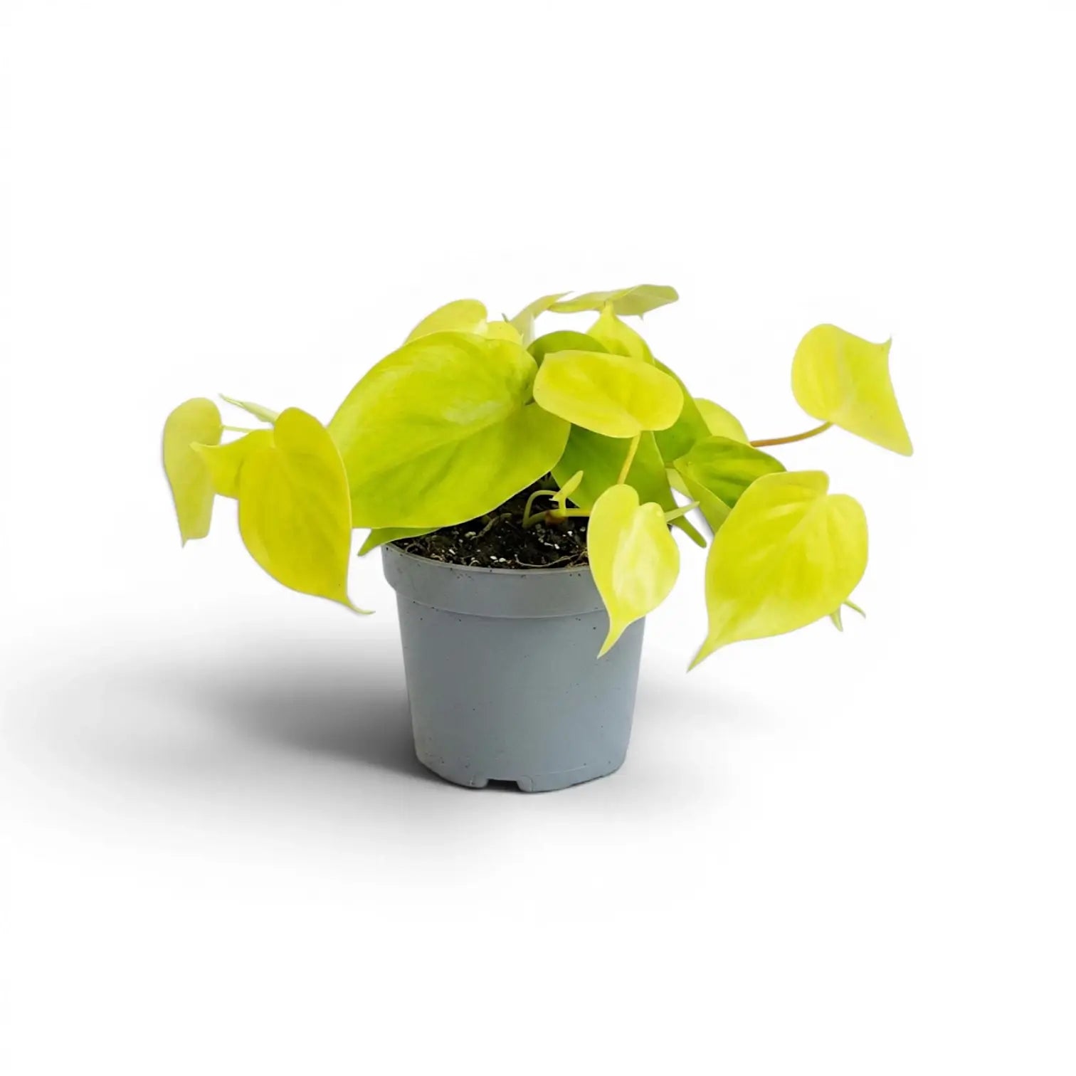 Philodendron hederaceum Lime Neon medium plant in a nursery pot.