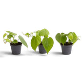 Baby Philodendron hederaceum var. oxycardium with smooth green heart-shaped leaves in a nursery pot.