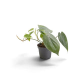 Baby Philodendron hederaceum var. oxycardium with smooth green heart-shaped leaves in a nursery pot.