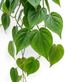 Philodendron hederaceum var. oxycardium foliage close-up with smooth green heart-shaped leaves.