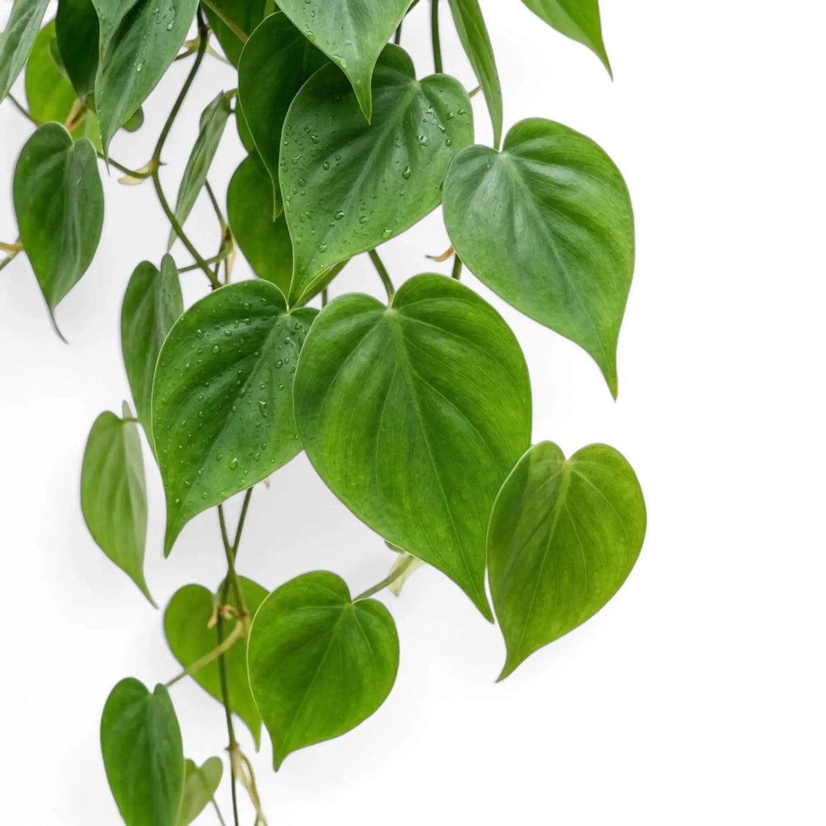 Philodendron hederaceum var. oxycardium foliage close-up with smooth green heart-shaped leaves.