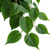 Philodendron hederaceum var. oxycardium foliage close-up with smooth green heart-shaped leaves.