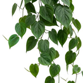 Philodendron hederaceum var. oxycardium foliage close-up with smooth green heart-shaped leaves.