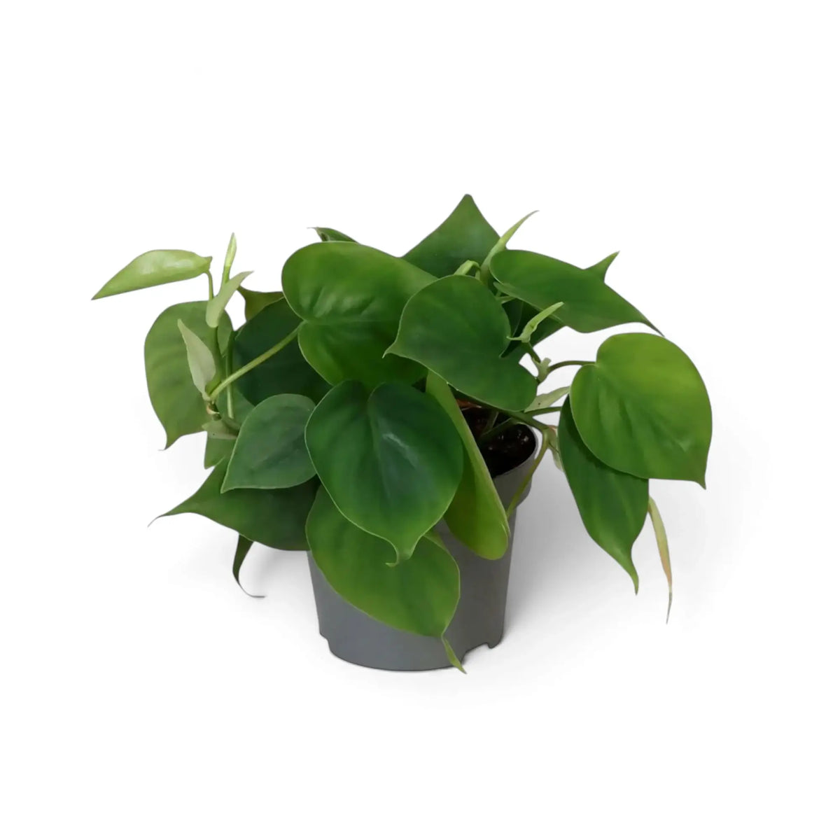 Philodendron hederaceum var. oxycardium with green heart-shaped leaves on trailing stems in a nursery pot.