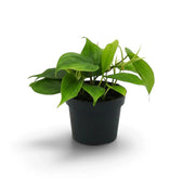 Philodendron hederaceum var. oxycardium with green heart-shaped leaves on trailing stems in a nursery pot.