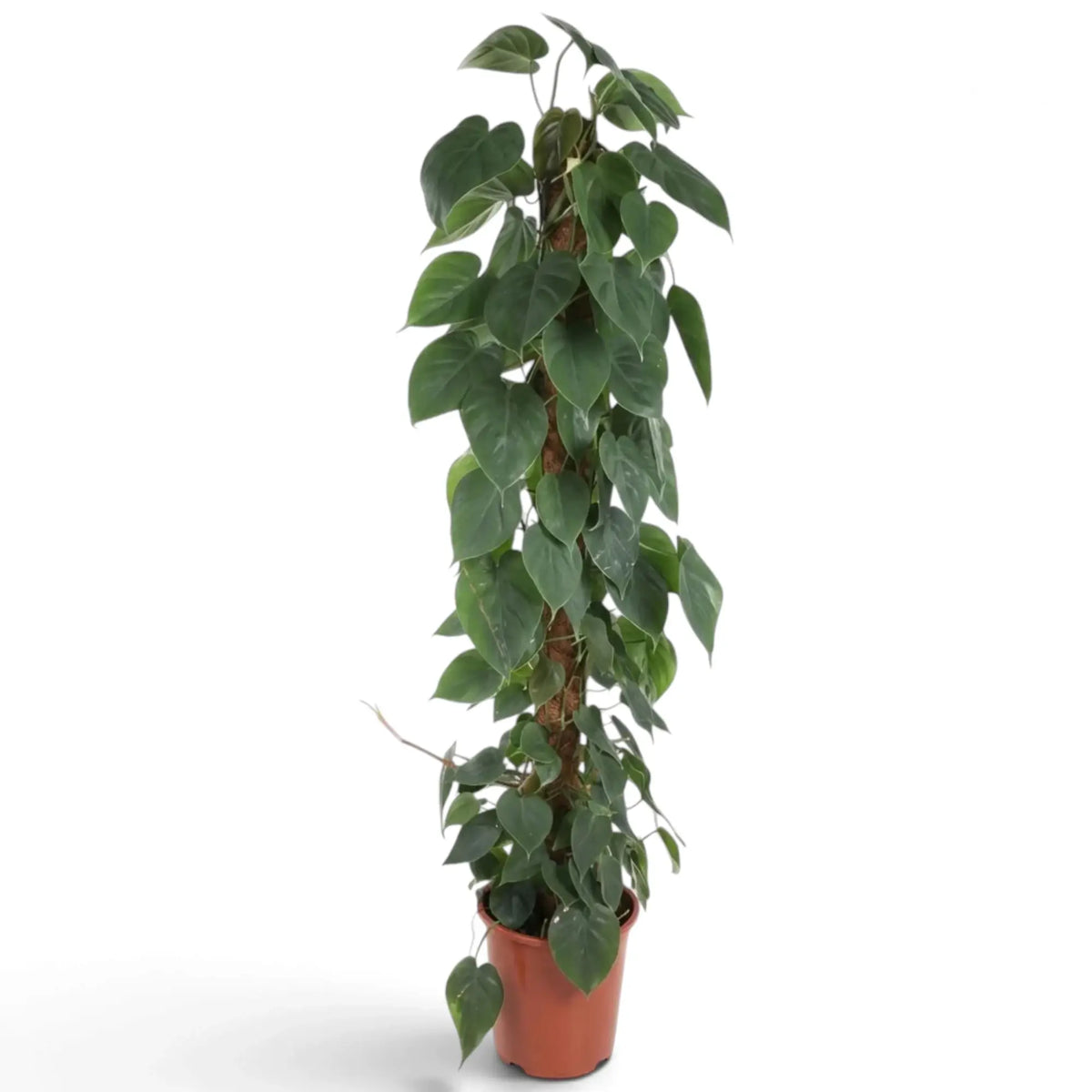 Philodendron hederaceum var. oxycardium with long trailing stems and smooth green heart-shaped leaves.