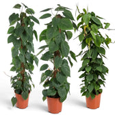 Philodendron hederaceum var. oxycardium with long trailing stems and smooth green heart-shaped leaves.