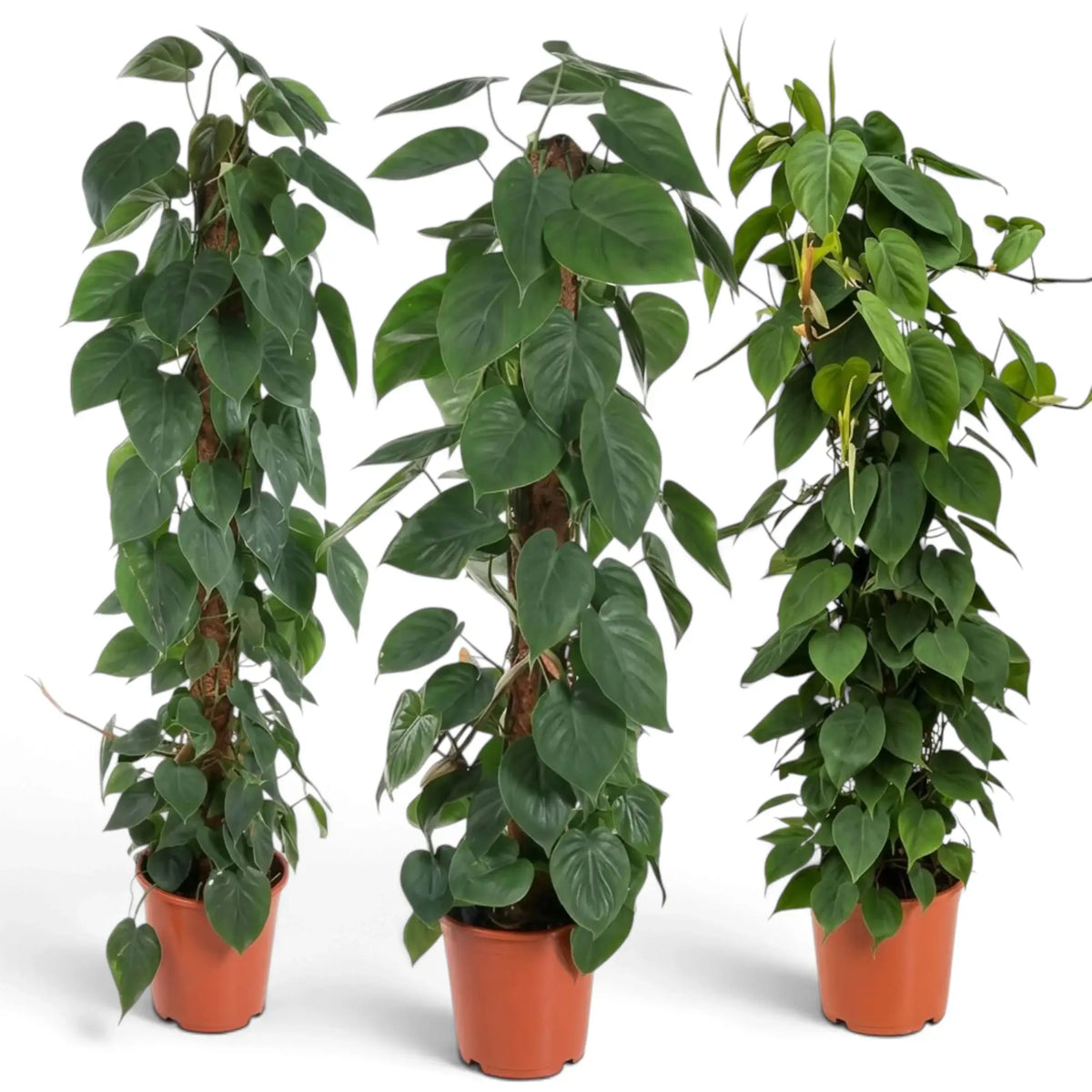 Philodendron hederaceum var. oxycardium with long trailing stems and smooth green heart-shaped leaves.