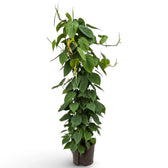 Philodendron hederaceum var. oxycardium with long trailing stems and smooth green heart-shaped leaves.