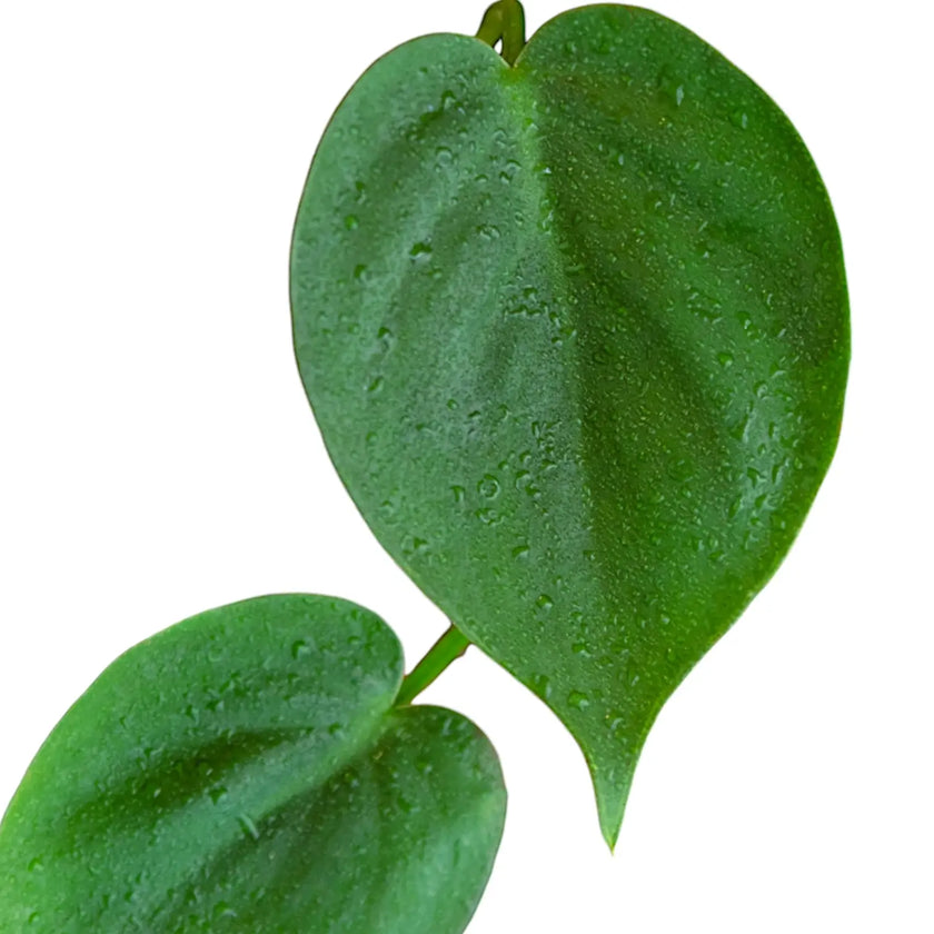 Philodendron hederaceum var. oxycardium (Philodendron scandens) close-up of leaf on white background.