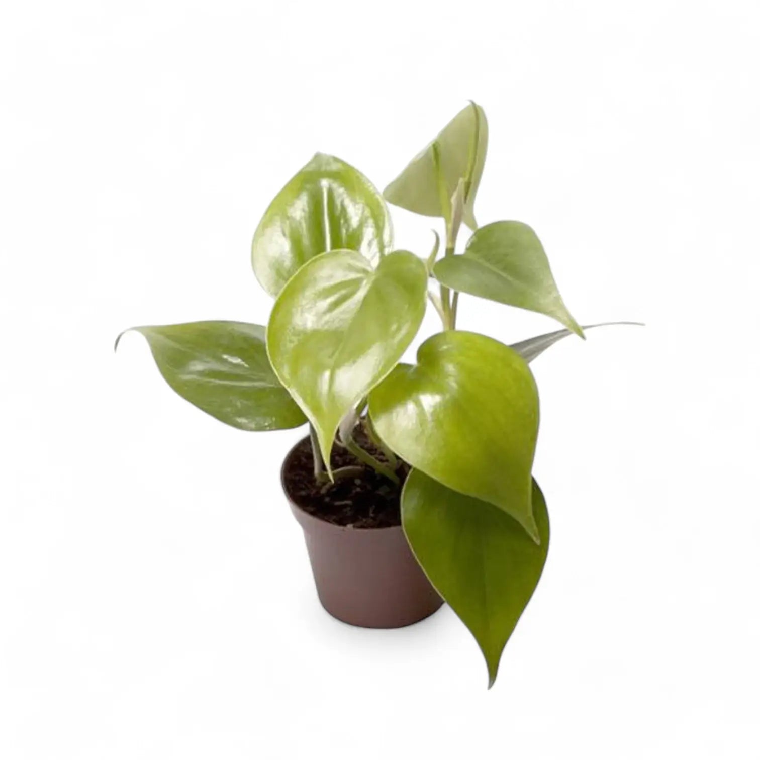 Philodendron hederaceum var. oxycardium (Philodendron scandens) – Topfpflanze im Kulturtopf vor weißem Hintergrund, Produktfoto 5.