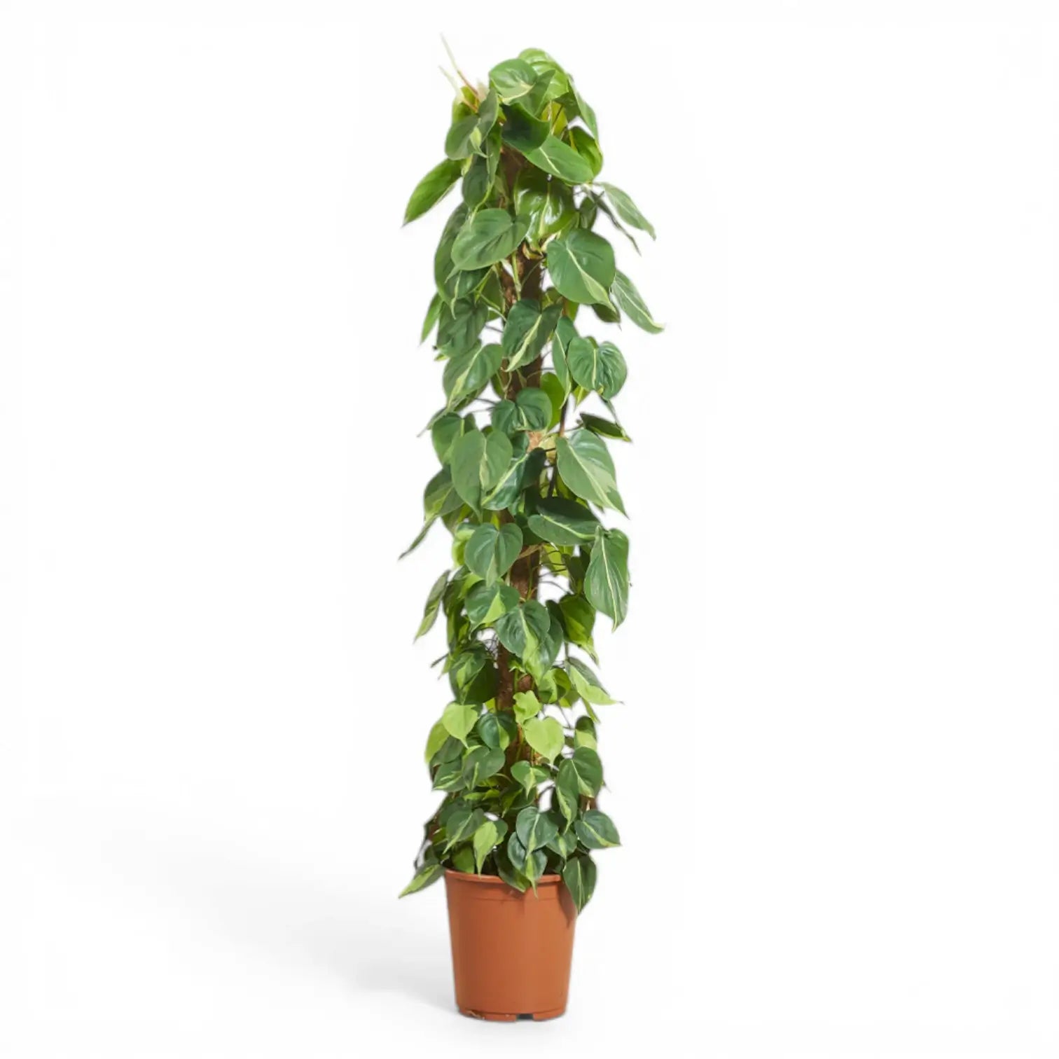 Philodendron hederaceum var. oxycardium 'Brasil' – Topfpflanze im Kulturtopf vor weißem Hintergrund, Produktfoto 2.
