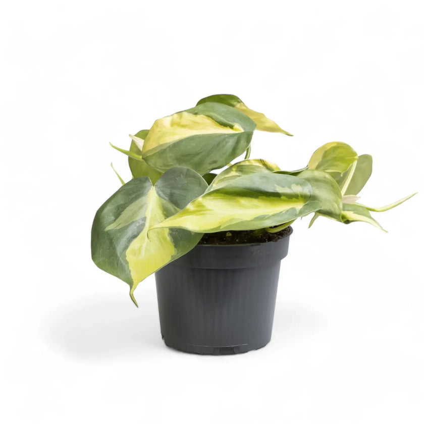 Philodendron hederaceum var. oxycardium 'Brasil' potted plant in nursery pot on white background.
