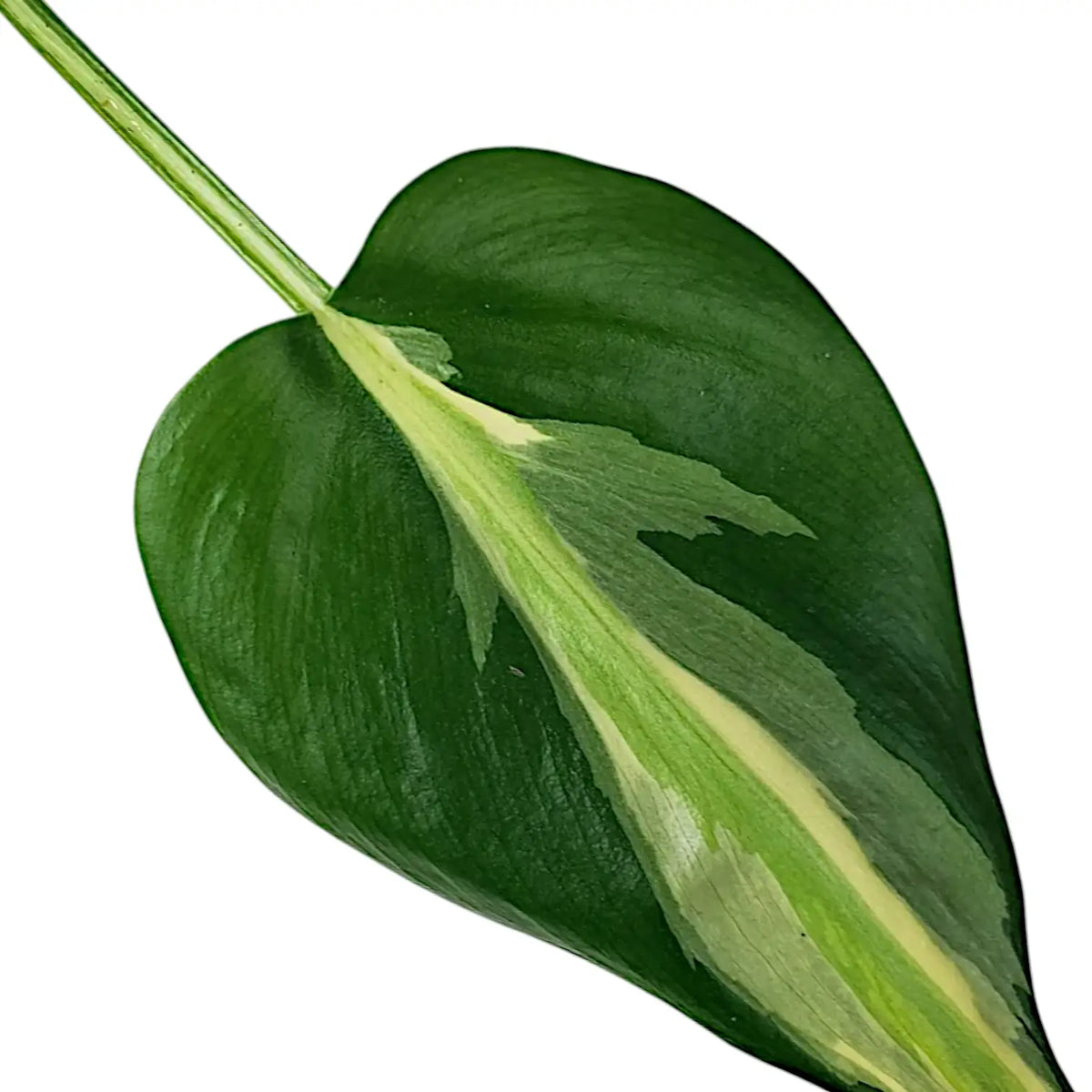 philodendron cream splash for sale australia Philodendron 'Cream Splash' – Variegated Heartleaf Philodendron
